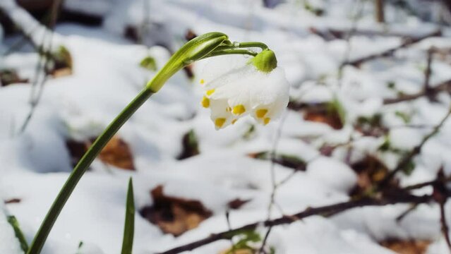 The first spring snowflake flowers also called loddon lily or leucojum vernum on the river bank. Spring blooming flowers near the water. Blossoming snowflakes in european forest