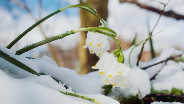 The first spring snowflake flowers also called loddon lily or leucojum vernum on the river bank. Spring blooming flowers near the water. Blossoming snowflakes in european forest