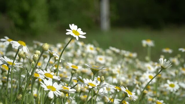 chamomilla. Matricaria chamomilla, recutita, Hungarian, kamilla, wild or blue chamomile, or fragrant Maygrass, is an annual plant in the Asteraceae family