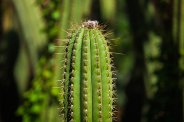 Cactus garden in Barcelona in summer