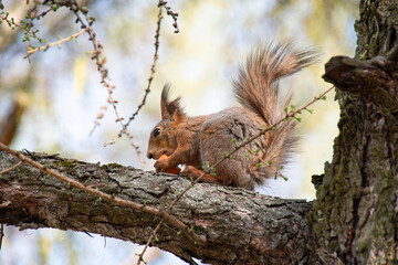 Squirrel in the park eats carrots