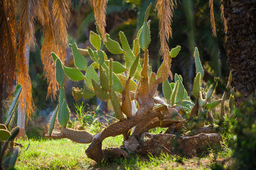 Cactus garden in Barcelona in summer