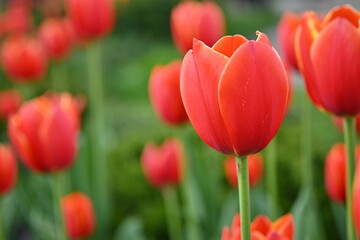 Fototapeta premium red tulip on a green background, red green background, background in the style of mymalism, banner for printing, bright photos of nature, tulip petals close-up, macro photography of the flower