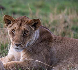 Fototapeta na wymiar Portrait of a Lioness