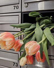 tulips in a box