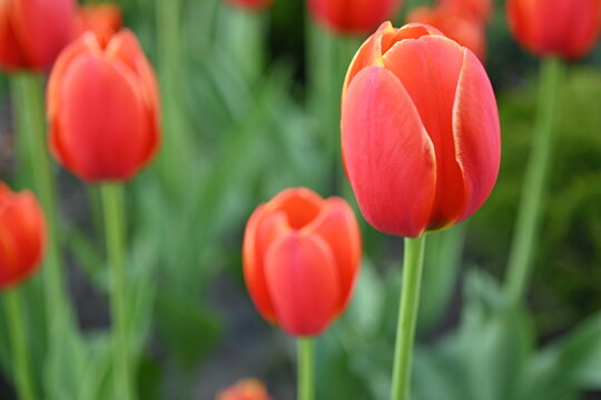 red tulip on a green background, red green background, background in the style of mymalism, banner for printing, bright photos of nature, tulip petals close-up, macro photography of the flower