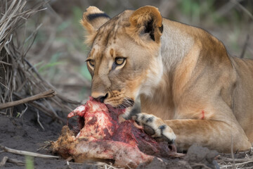 Obraz na płótnie Canvas Lioness eats buffalo carcass, Generative AI