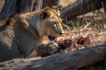 Lioness eats buffalo carcass, Generative AI