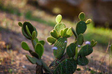 Cactus garden in Barcelona in summer