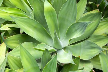 Naklejka na ściany i meble Foxtail agava, Agave attenuata