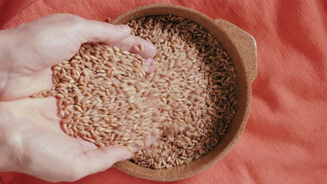 Pour grains of spelt in bowl