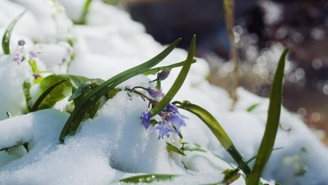 Squill or wood squill blue flowers sprout under the spring snow on the river. Scilla bifolia, the alpine squill or two-leaf squill near the water wtream. The first spring flowers in the snowy forest