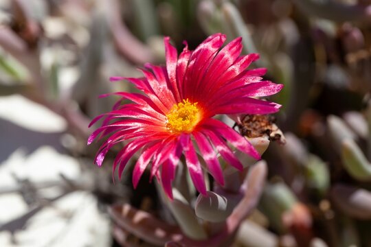 African ice plant, Malephora crocea