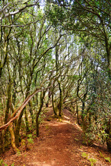 Scenic view of laurel forest