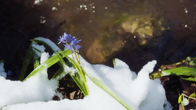 Squill or wood squill blue flowers sprout under the spring snow on the river. Scilla bifolia, the alpine squill or two-leaf squill near the water wtream. The first spring flowers in the snowy forest