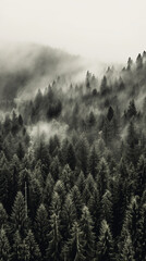 Mountain forest with mist and fog