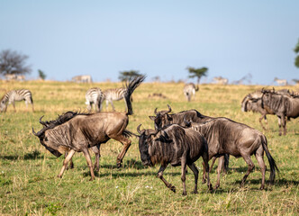 Naklejka na ściany i meble Wildebeest in the Serengeti