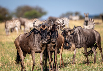 Wildebeest in the Serengeti