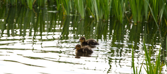 Cute ducklings in a pond, spring relax, vivid green plants