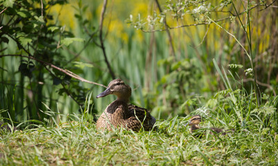 Female mallard duck in the grass with summer backdrop and green fields with flowers