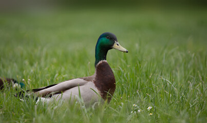 Duck on the grass, elegant mallard with field behind