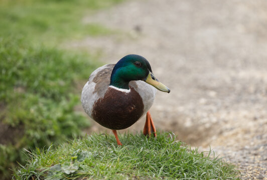 Duck on the grass, mallard close up detailed image