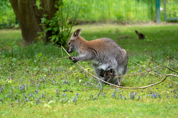 The newborn baby kangaroo sits in its mother's pouch, and together they eat fresh shoots from a cut branch, spring in the zoo