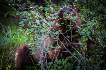Brown bears in the forest of Banff National park - State of Alberta Canada, among the green bushes.