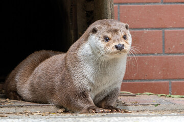 The otter in the zoo looks at the world from its shelter, spring in the zoo.