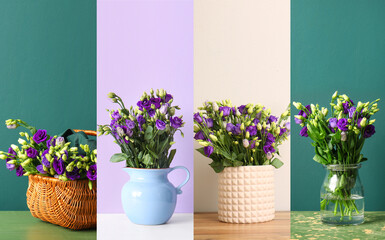 Collage with beautiful eustoma flowers on color background