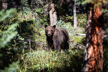 Black bear in the forest of Banff national park in the state of Alberta in Canada. He is walking in...