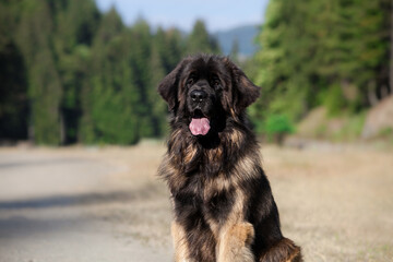 Beautiful big dog breed leonberger
