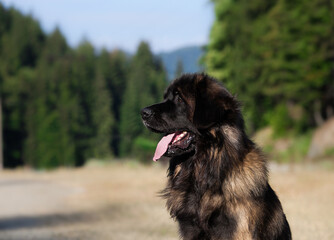 Beautiful big dog breed leonberger