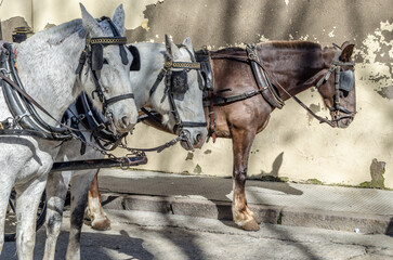 Horses in Cordoba, Spain