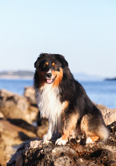 Australian shepherd tricolor near the sea