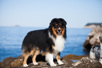 Australian shepherd tricolor near the sea