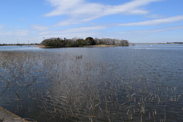 牛久沼（うしくぬま）／ 茨城県の牛久沼は小規模な漁業のほか、その水は主に農業用水として活用されています。また、週末などは多くの釣り人たちで賑わっています。沼に近い牛久市と同じ名前ですが、全域が龍ケ崎市の区域内です。