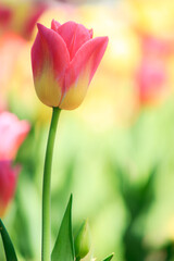 Tulips from Canada Tulip Festival, Best Tulips