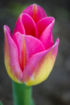 Tulips from Canada Tulip Festival, Best Tulips