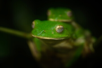 Obraz premium Malabar gliding frogs mating at Amboli ghat, Maharashtra, India