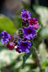 Close up of common lungwort (pulmonaria officinalis) flowers in bloom