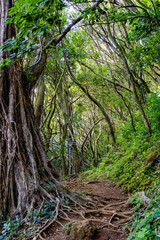 Hawaii, Hiking, Oahu
