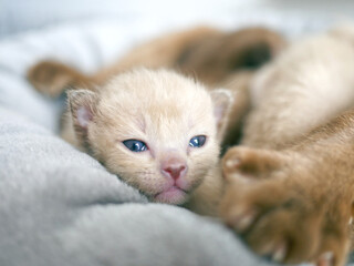 Fototapeta na wymiar Cute little red kitten sleeps with his siblings