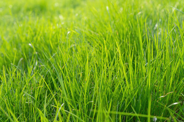 Green grass background texture. Green grass in meadow, field or lawn in spring on sunset. Natural plant , flora background, wallpaper, element of design. Ecology, environment concept.