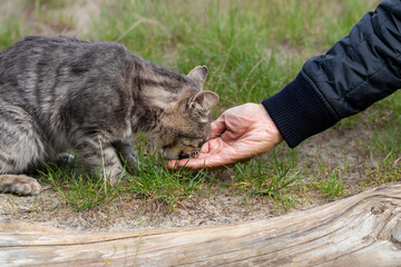 A man hand feeds a stray cat in the park.The concept of saving and helping homeless animals.