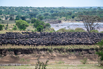 Gathering for the Great Wildebeest Migration