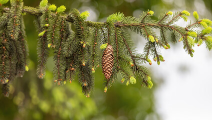 Fir tree pine in a forest,with green background,winter christmas closeup decoration