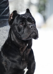 Cane Corso, black dog outdoors