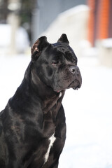 Cane Corso, black dog outdoors