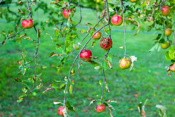 Red apples on a tree